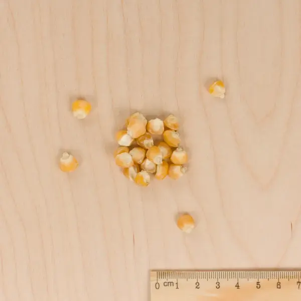 Potagères - Maïs Golden Bantam - BIO - MEDIA_3D